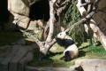 panda_3.jpg