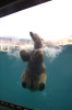 polar_bear_1.jpg