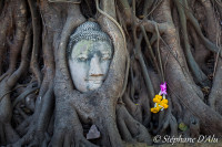 Head of Buddha
