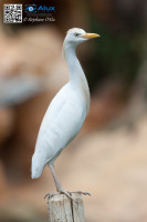 5D_15767