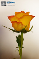 5D_49495