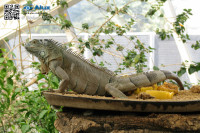 iguana