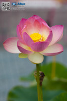5D_07530