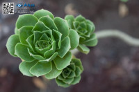 5D_07931