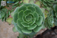5D_37181