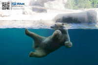 polar_bear_2